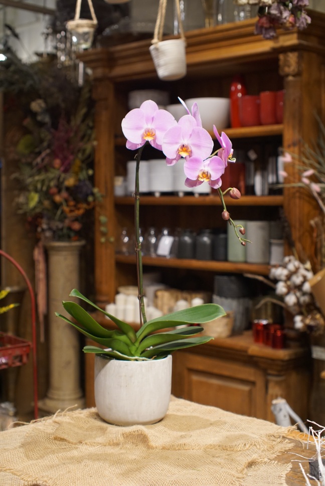 Orchid Plants 6″