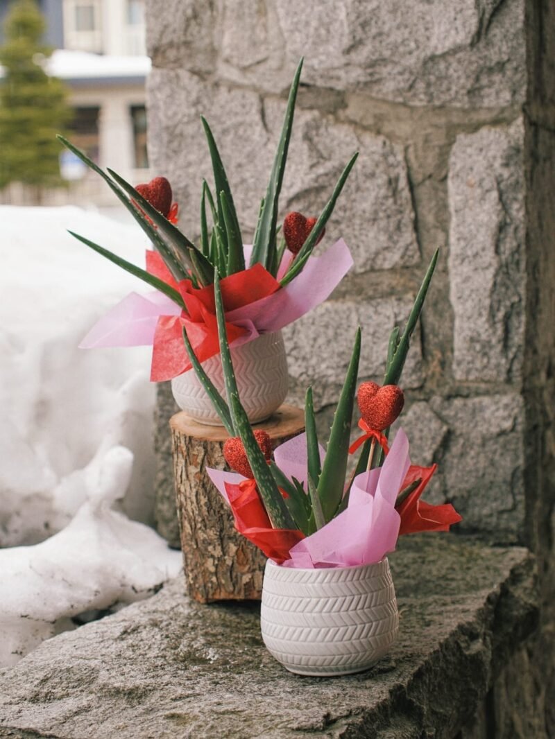 Valentine's Day Gift Plants