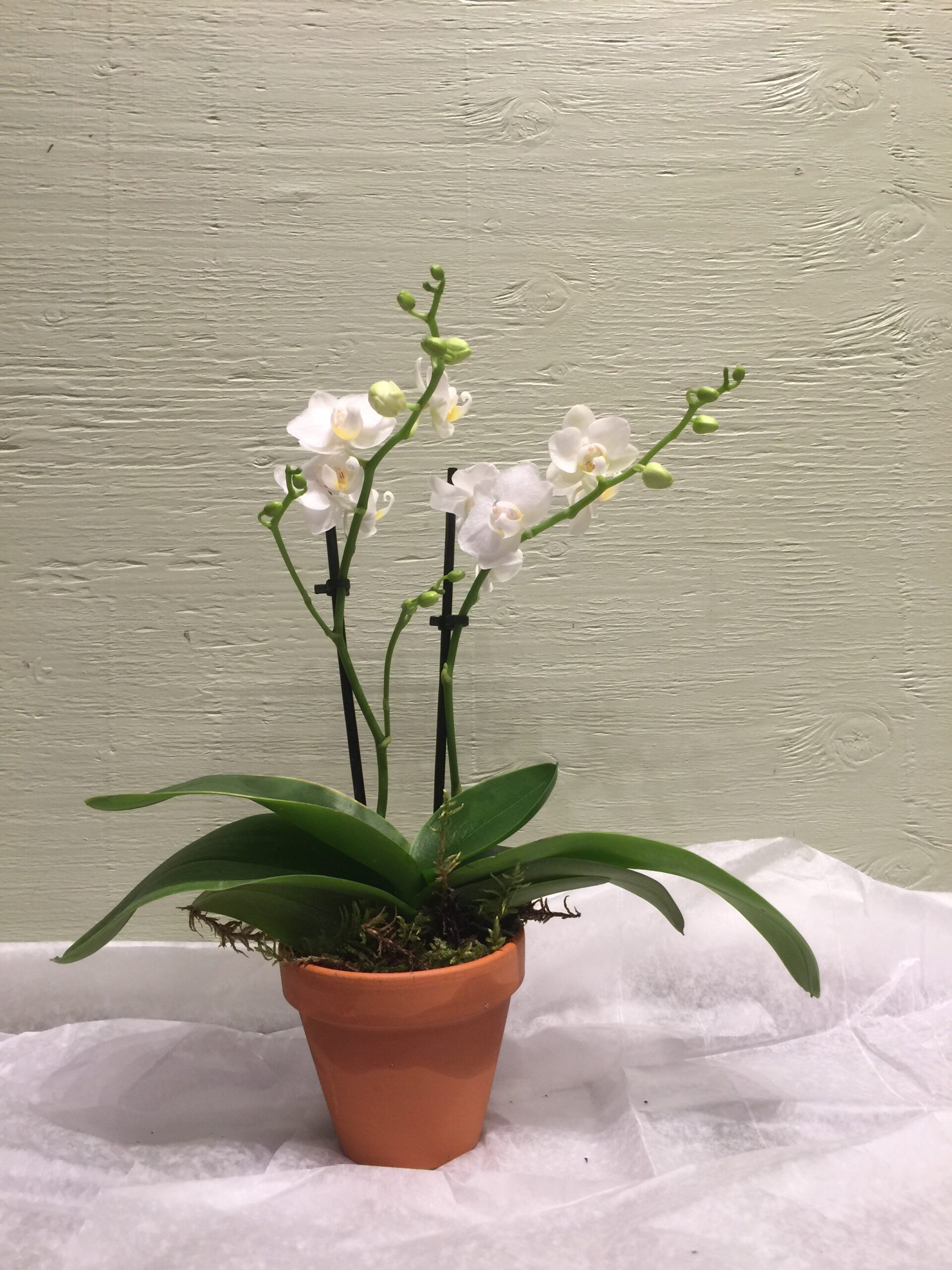 Mini Phalaenopsis Orchid with a 3″ Terracotta pot