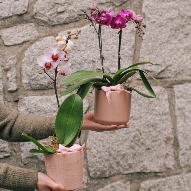 Orchid Plant 4"