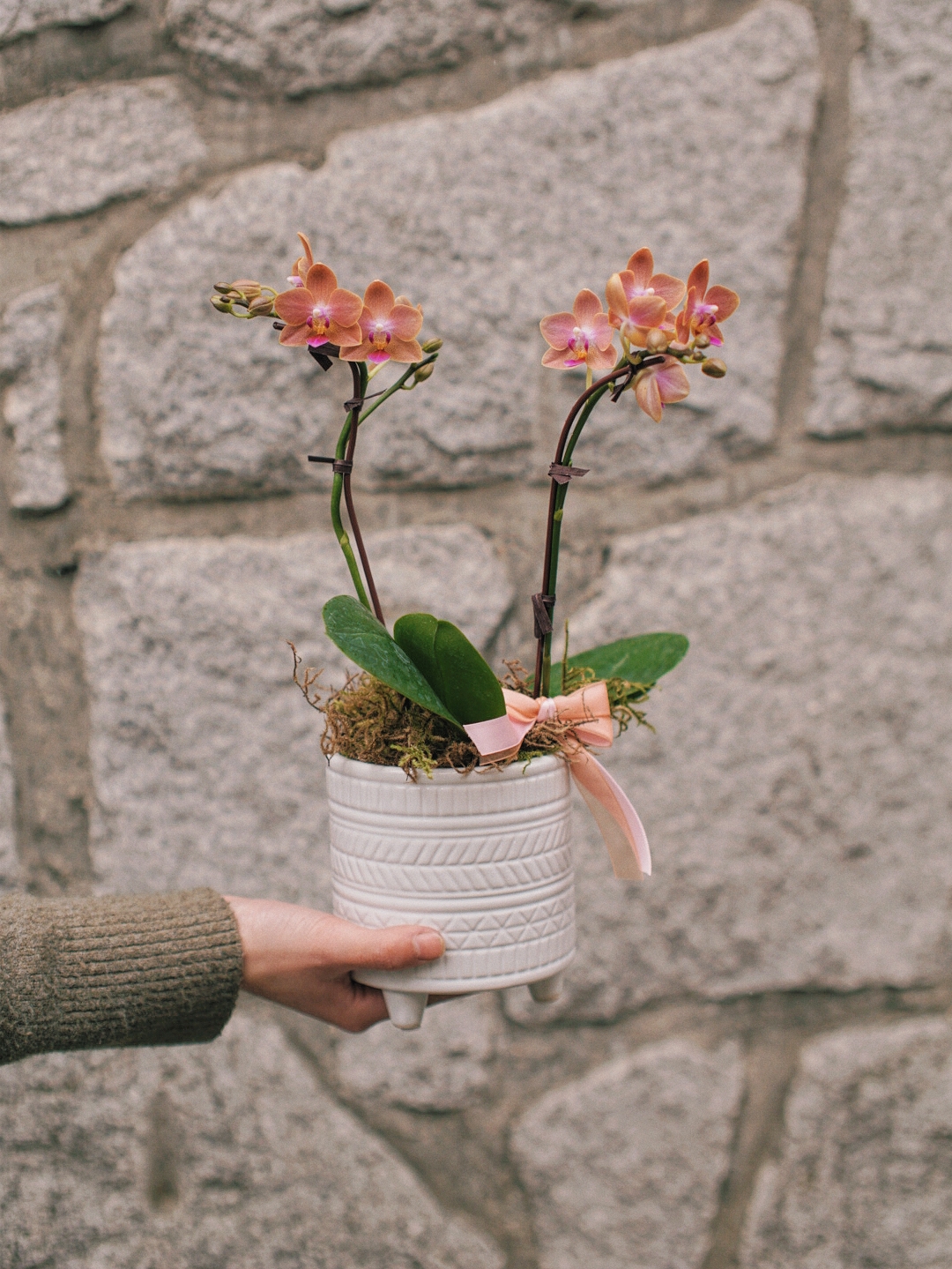 Mini Phalaenopsis – Complete Gift