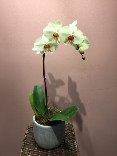 Orchid Plants 6″
