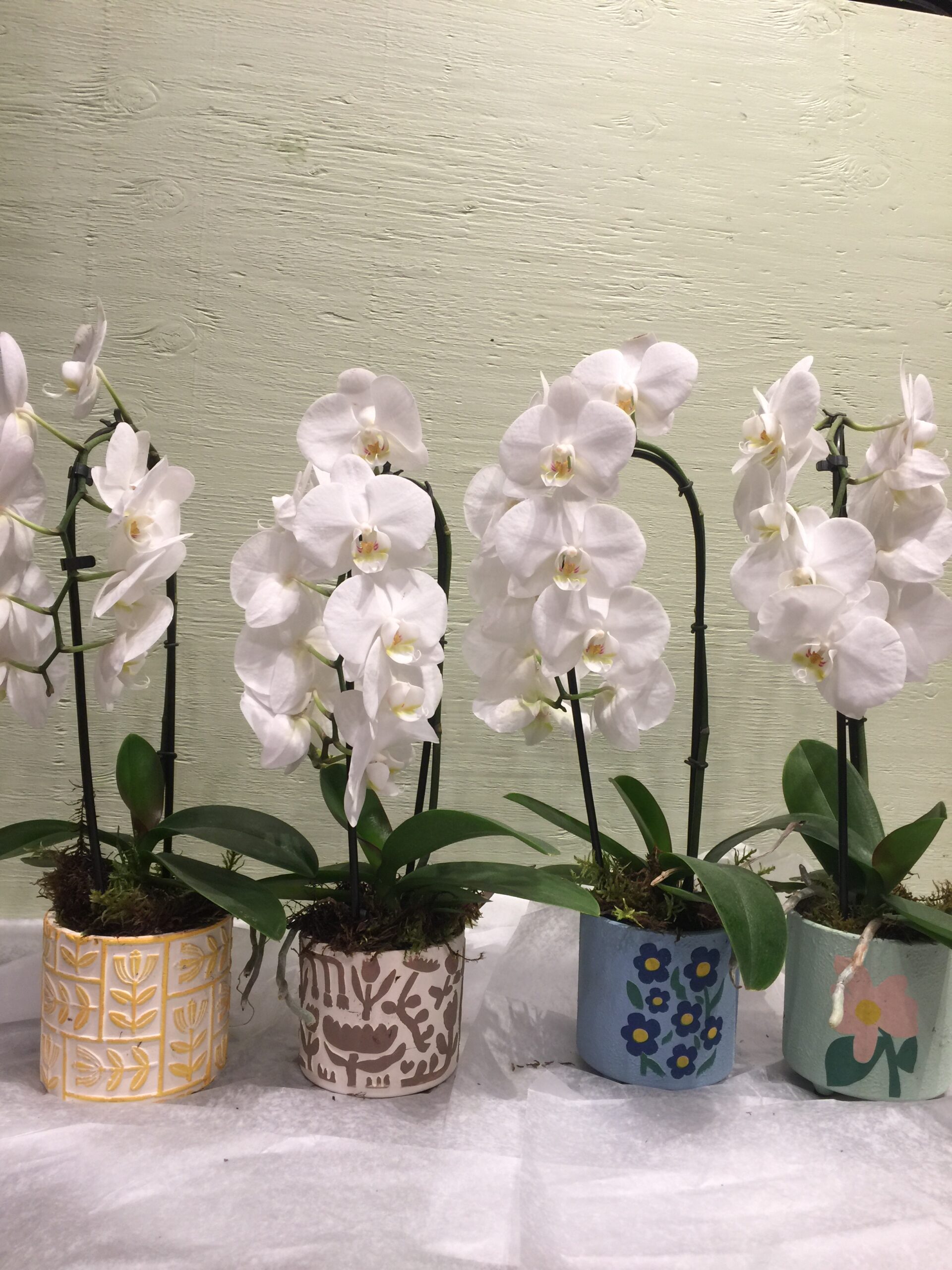 Phalaenopsis Orchid with a 3.5″ Unique Ceramic Spring Pot