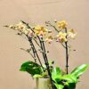 Phalaenopsis Orchid 2 3 Yellow Multi Small