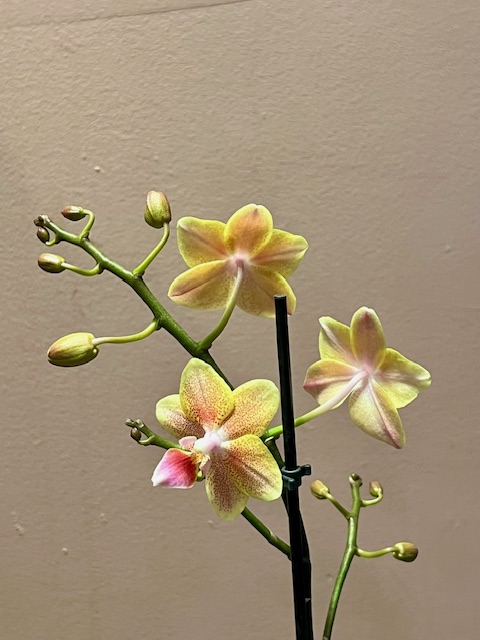 Phalaenopsis Orchid 2 3 Yellow Multi Small