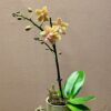 Phalaenopsis Orchid 2 3 Yellow Multi Small