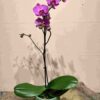 Orchid 4'' Multi Pink