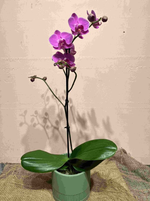 Orchid 4'' Multi Pink