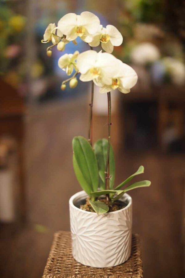 Orchid 6 2stem Yellow Green Phalaenopsis