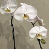 Phalaenopsis White 6