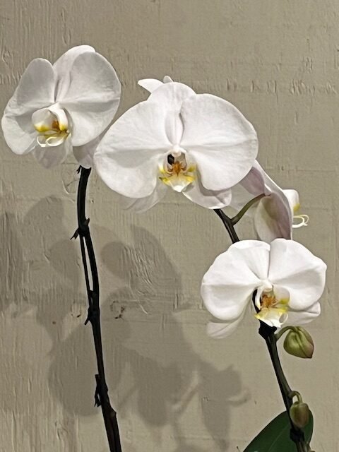 Phalaenopsis White 6